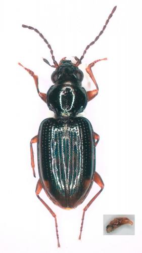 Réf. 256 718 : Bembidion lunulatum